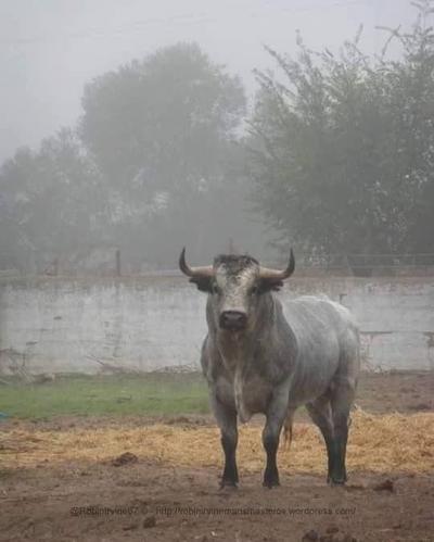 Toro bajo la lluvia